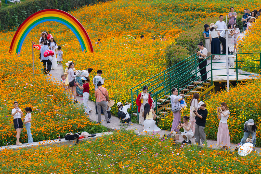 重庆：2万平米硫华菊盛放