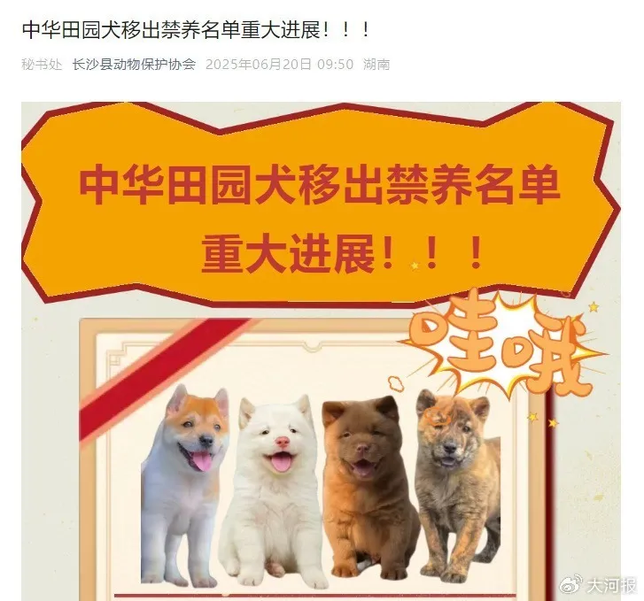 中华田园犬禁养登上热搜！多地宣布：解禁插图1