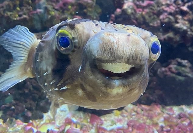 英国一位主人带宠物河豚看牙医 因牙齿太长无法进食