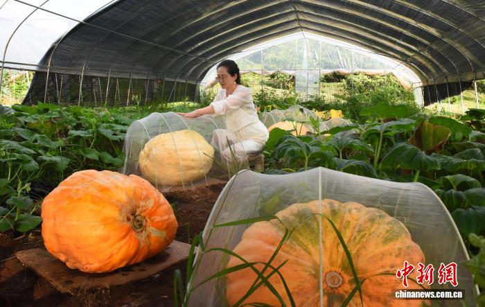 7月24日，多个巨型南瓜在农场里展示。近日，浙江宁波宁海一家农场培育出多个航天育种品种的巨型南瓜，最重达到300斤左右。管水红 摄