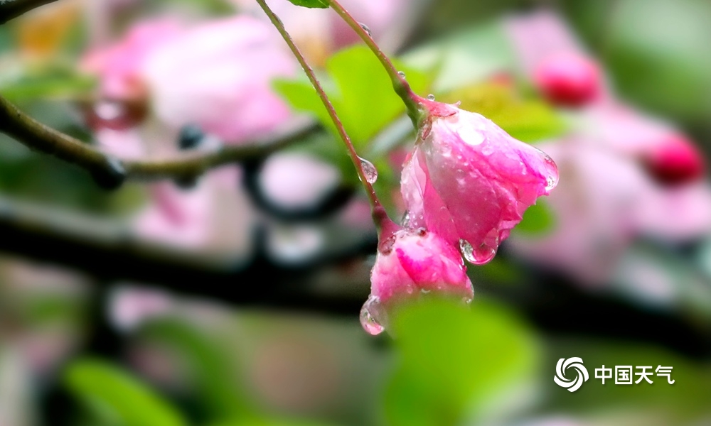 雨打春花的图片图片