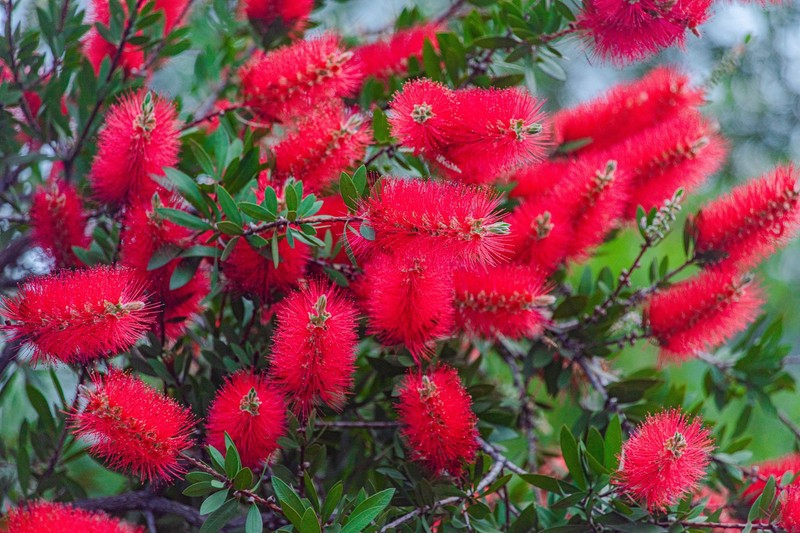 江西赣州：红千层开春意浓，绿树红花景迷人