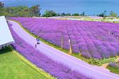 滇池绿道串起生态美景