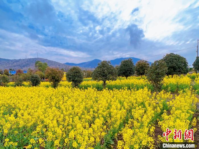 陕南油菜花图片