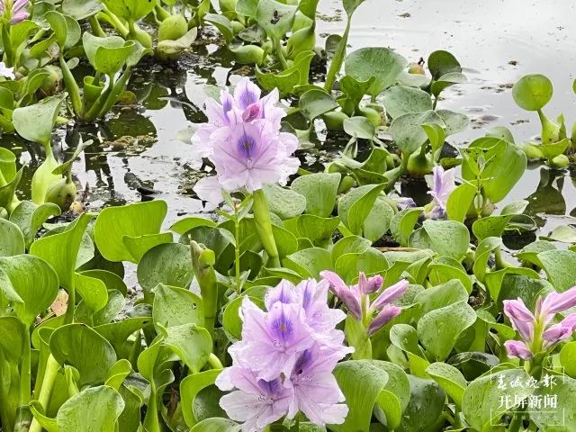 啥？！昆明市民纷纷拍照打卡的这片花海，竟是恶性入侵物种插图6