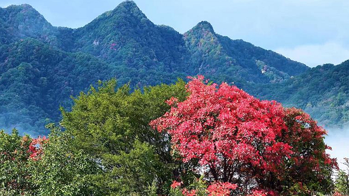 陕西西安：秦岭翠华山红叶云海美景同现