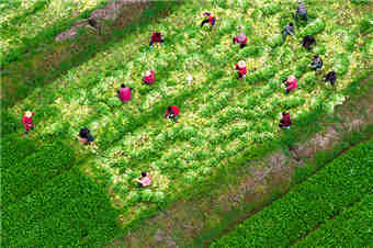 浙江杭州：人勤春来早