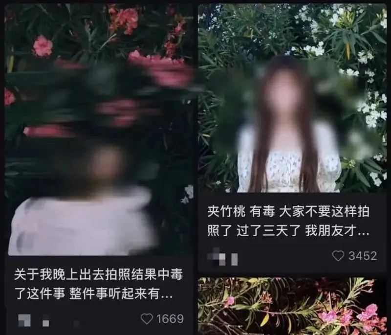 街头夹竹桃开得正美！千万别碰，有毒插图4