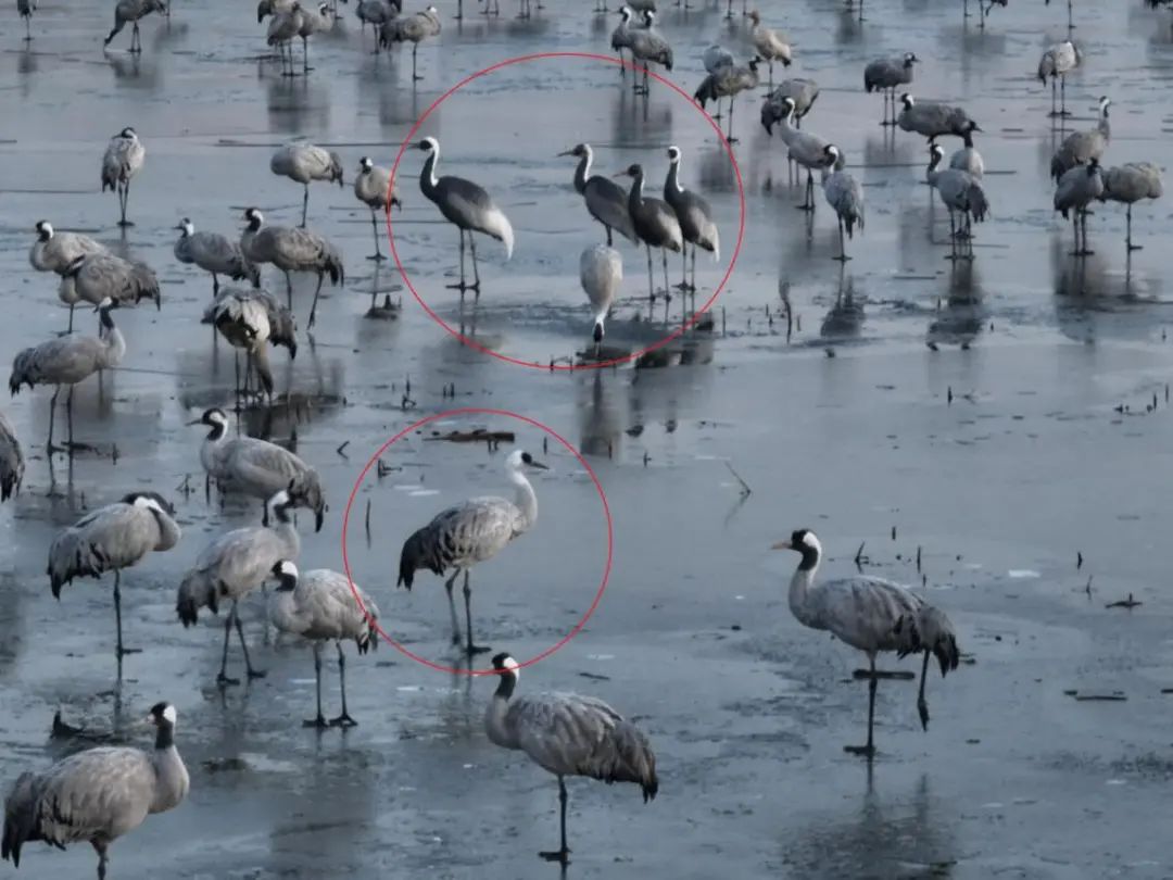 ✅体育直播🏆世界杯直播🏀NBA直播⚽三种鹤类，在这里罕见同框！