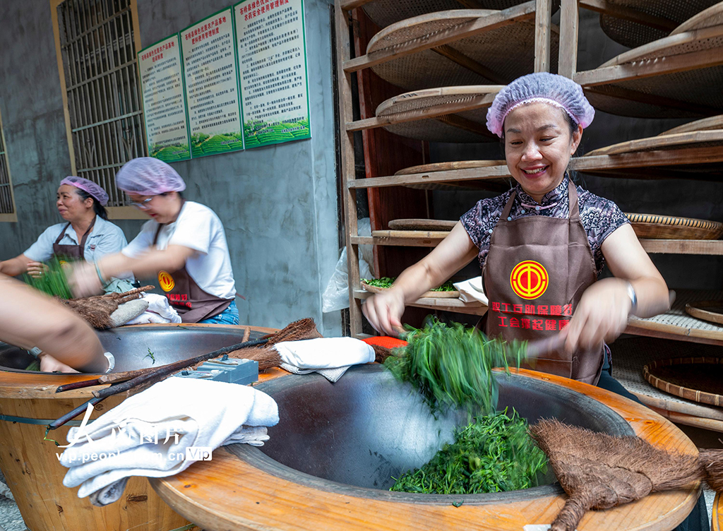 广西苍梧：制茶技能培训促就业插图