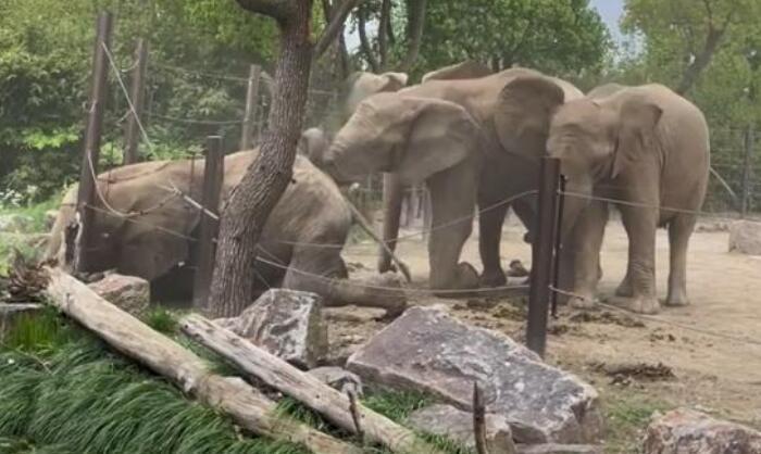 大象打起来了？上海野生动物园：为争领地，象群身体情况正常