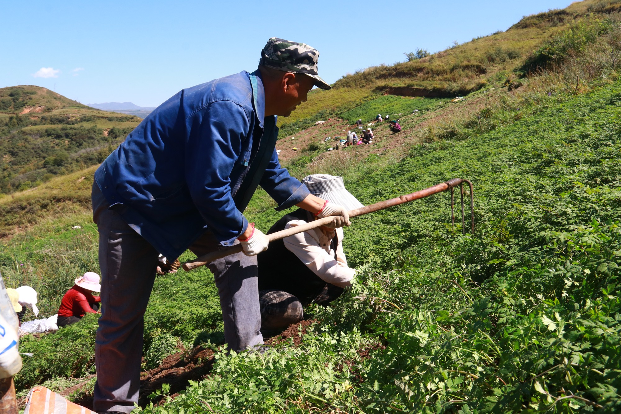 甘肃岷县:2.4万亩当归种苗采挖忙