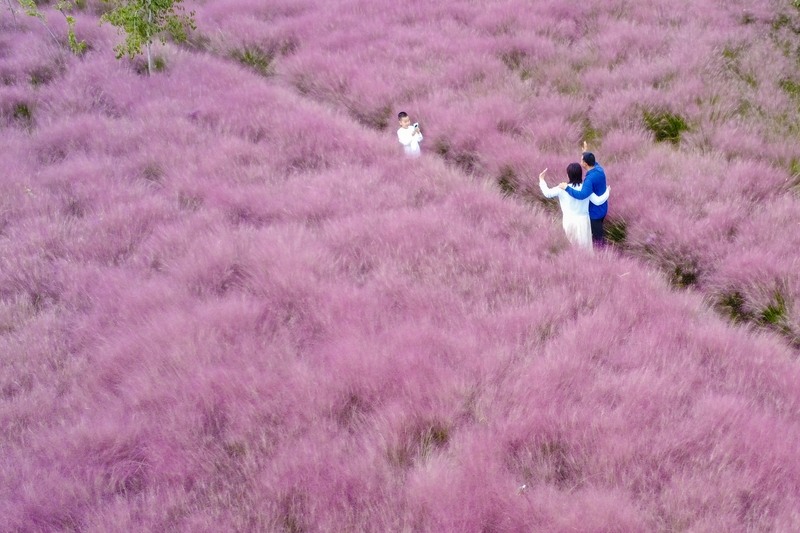 河南郑州：黄河岸边邂逅粉色秋天