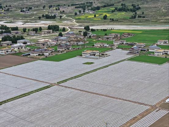 高原蔬菜基地破土出苗 四川稻城县土地流转助力农户双增收