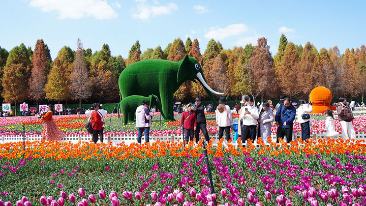 云南昆明：郁金香花开引客来