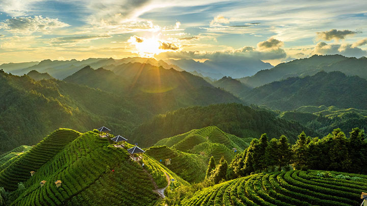 广西金秀：高山茶园晨景美