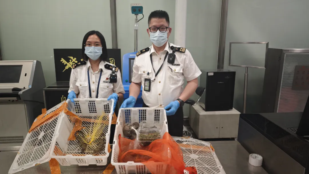 旅客违规携带濒危活体动物出境，广州海关查获插图