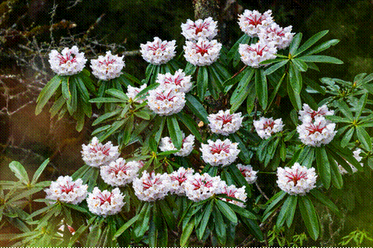 四川石棉：杜鹃花开王岗坪 雪山花海引客来