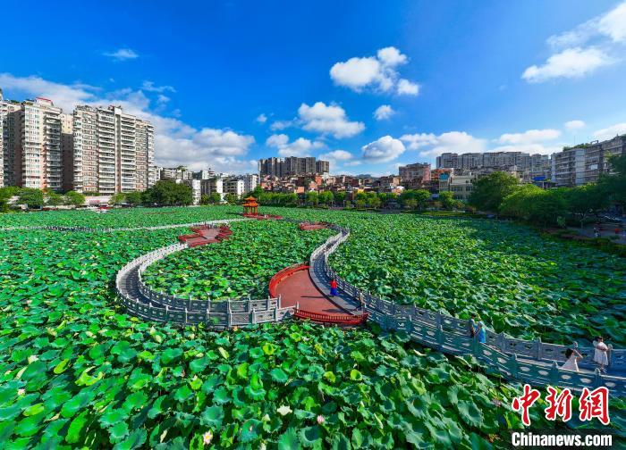 广西梧州：盛夏荷香引客来插图