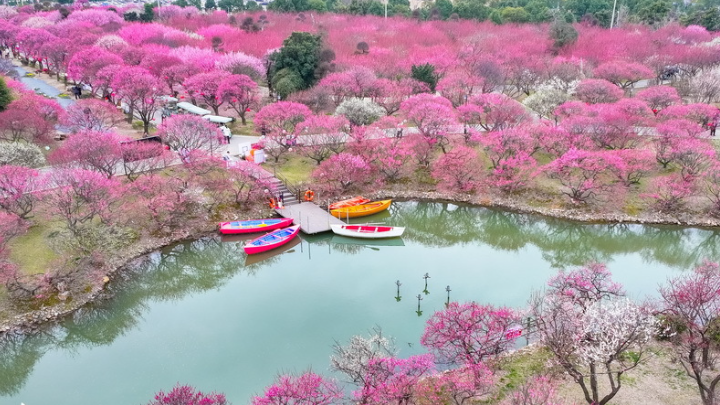 浙江湖州：龙之梦盆景园梅花进入最佳观赏期
