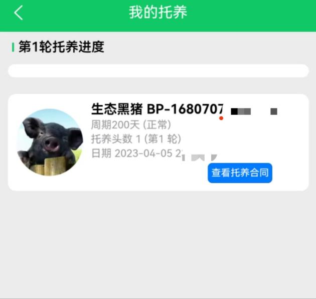 认养黑猪返利20%？“庞博集团”传销案始末：披着农业外衣的资金陷阱插图