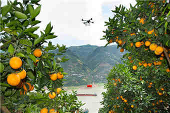 湖北秭归：三峡夏橙丰收