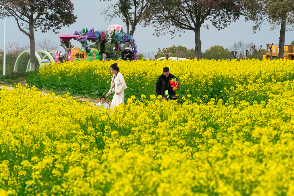 南京：油菜花进入盛花期