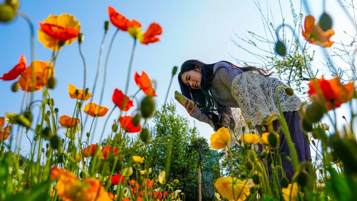春城繁花引客来