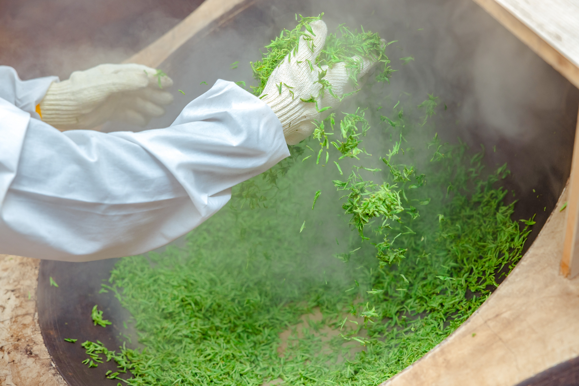 苏州:早茶开采 云泉茶预计月底上市