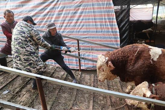 四川乐至金山寺村：生态循环农业让牛粪变“黄金”