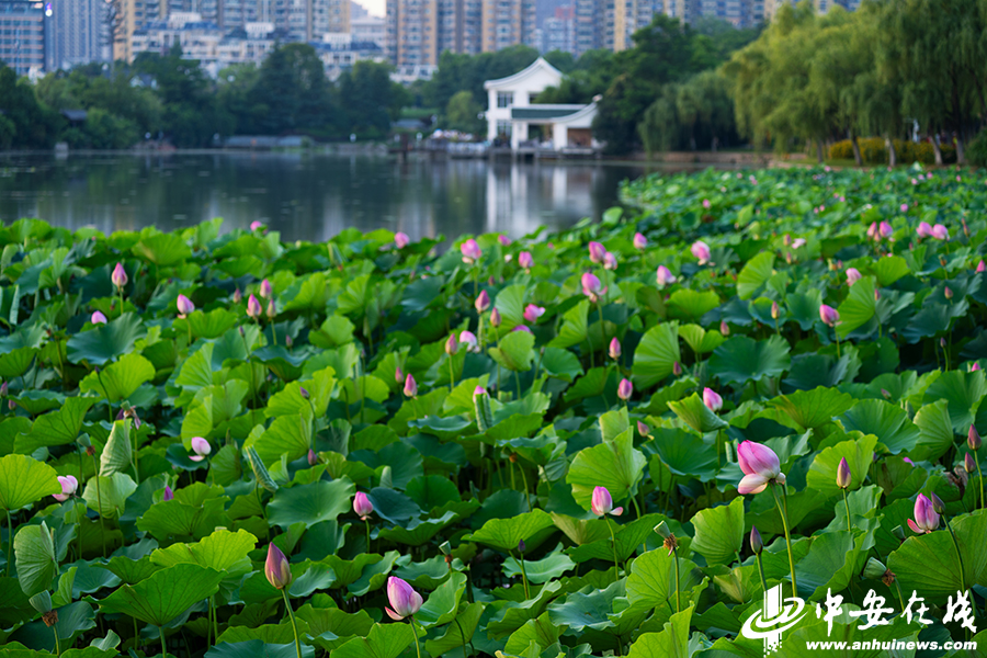 合肥翡翠湖风景区图片图片