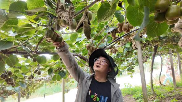 从“凭经验抢市场”到“靠数据定采收” 绵阳安州区猕猴桃产业迈入标准化品质时代