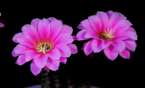 延时镜头下看仙人球花吐蕊绽放的惊艳瞬间