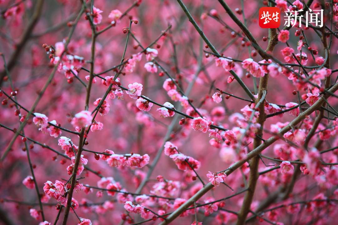 梅花的花期图片