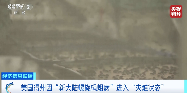 图片[1]-美国得州因“新大陆螺旋蝇蛆病”进入“灾难状态”-华闻时空