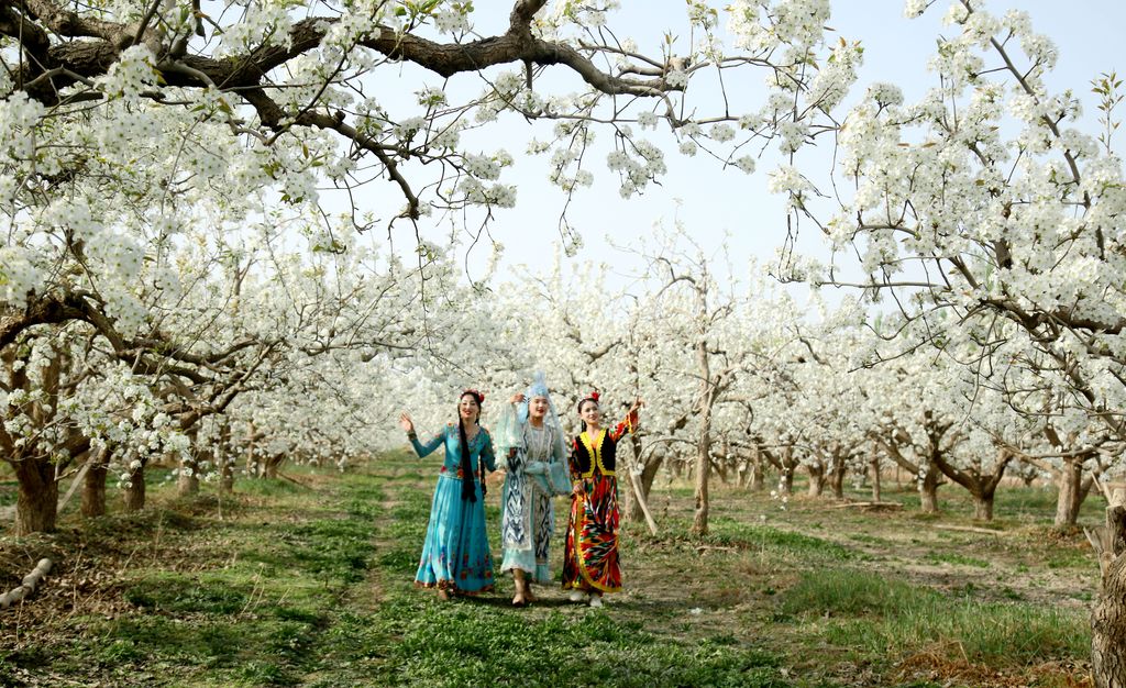 新疆阿瓦提：梨花盛开迎客来