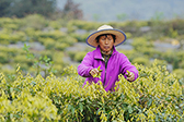重庆：缙云甜茶采摘忙