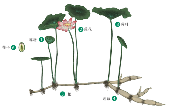 荷花的生长顺序图片图片