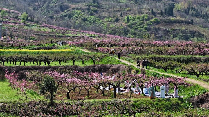 西安长安：踏春赏花正当时