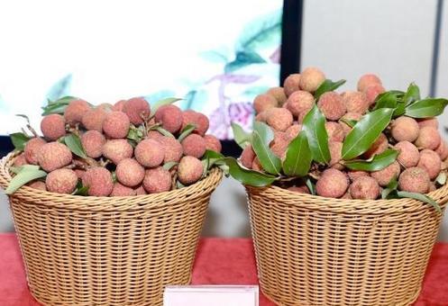  Guangzhou's litchi output this year is expected to be about 60000 tons