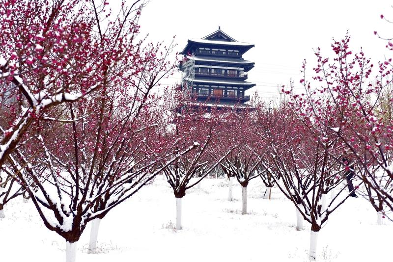 河南郑州瑞雪映梅 梅花更艳