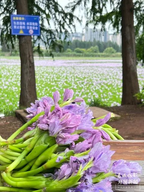 啥？！昆明市民纷纷拍照打卡的这片花海，竟是恶性入侵物种插图3