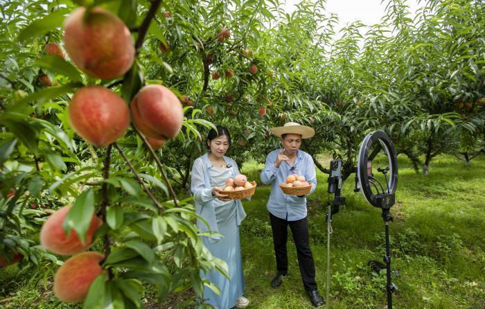 江西都昌十里桃源丰收时 电商助农笑开怀