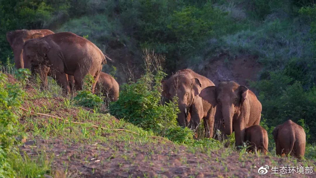 大象回家了这段旅程也太精彩了