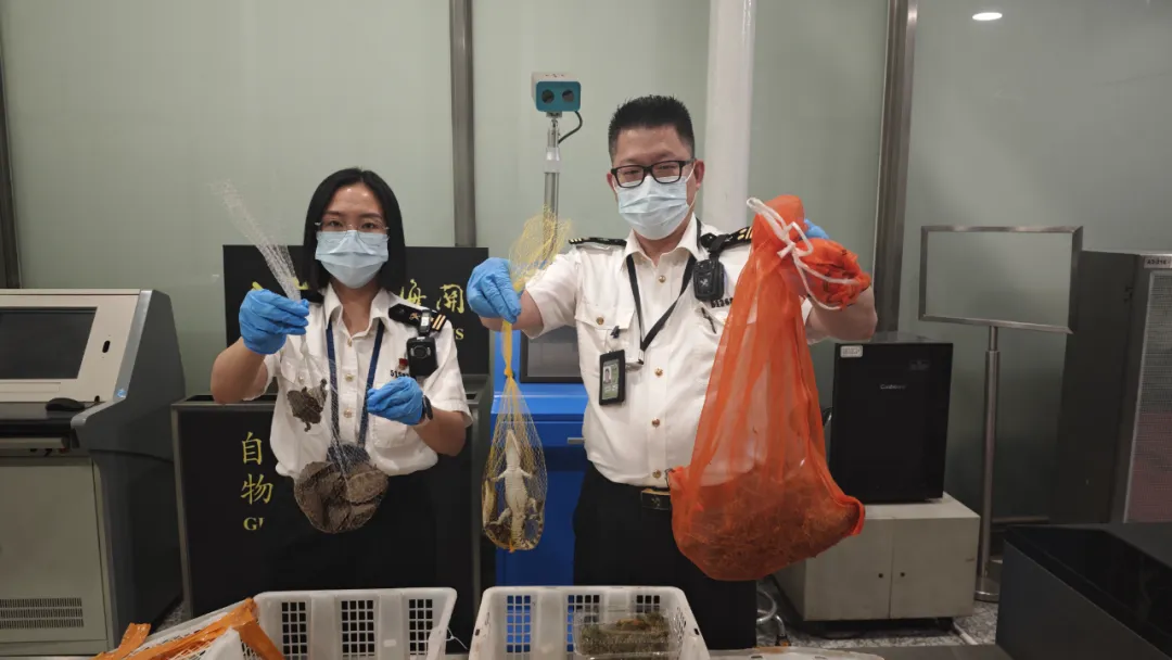 旅客违规携带濒危活体动物出境，广州海关查获插图1
