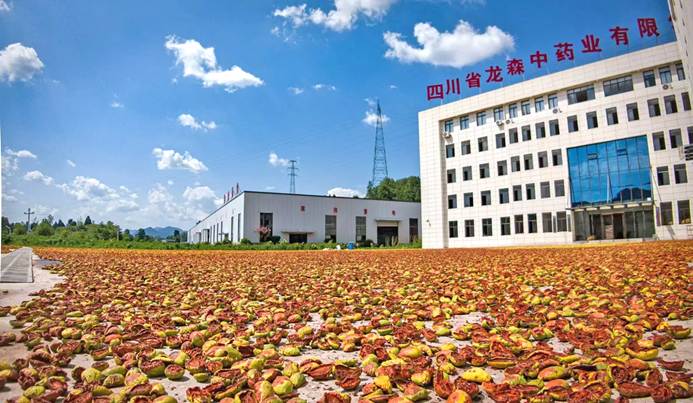 从东海之滨到巴山深处 浙川东西部协作赋能四川宣汉“药谷”提质振兴