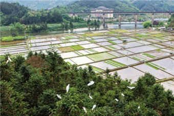 广西三江：鹭舞田园生态美
