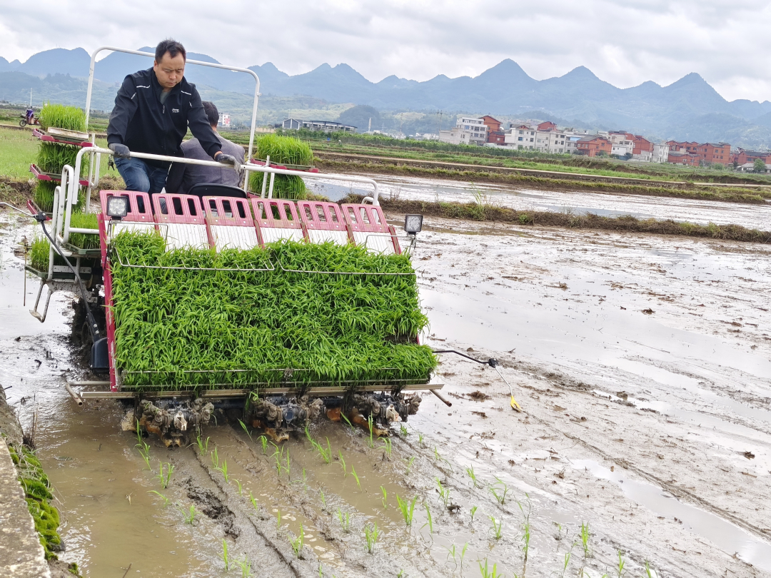 科技助力 惠水县机械化种植水稻