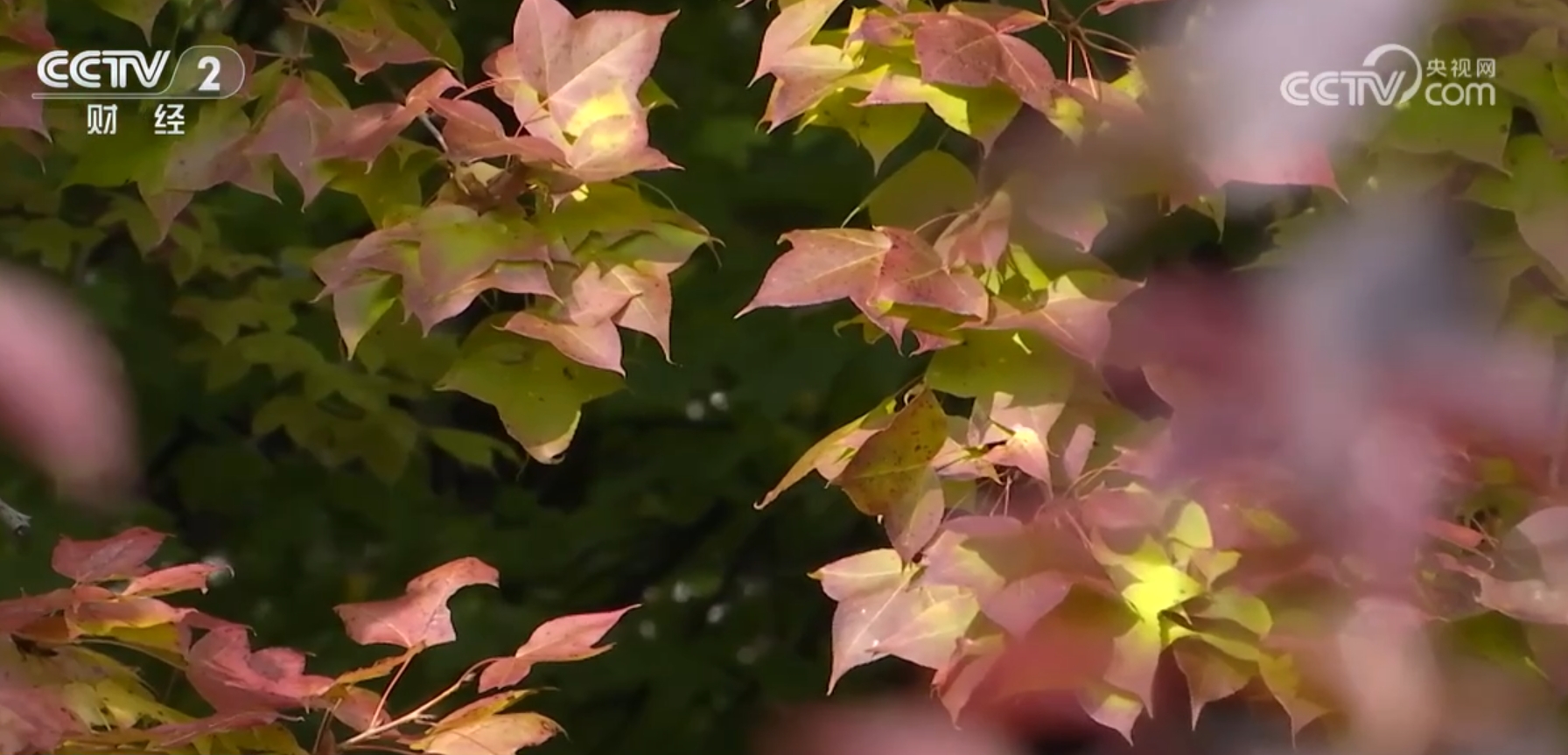 ✅体育直播🏆世界杯直播🏀NBA直播⚽金秋十月 赏秋正当时 文旅消费市场释放高质量发展新潜力