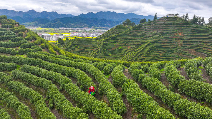 浙江淳安：千岛湖白茶开采